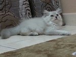 Male Persian Kitten (Jekspero) - Persian Cat