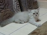 Male Persian Kitten (Jekspero) - Persian Cat