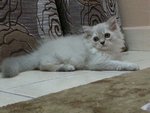 Male Persian Kitten (Jekspero) - Persian Cat