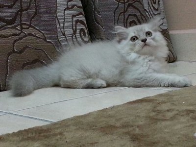 Male Persian Kitten (Jekspero) - Persian Cat