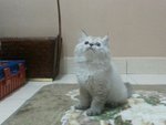 Male Persian Kitten (Smokey) - Persian Cat