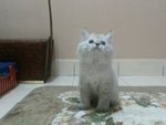 Male Persian Kitten (Smokey) - Persian Cat