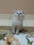 Male Persian Kitten (Smokey) - Persian Cat