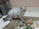 Male Persian Kitten (Smokey) - Persian Cat