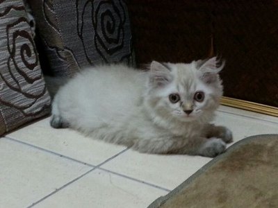 Male Persian Kitten (Smokey) - Persian Cat