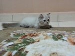 Male Persian Kitten (Smokey) - Persian Cat