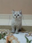 Male Persian Kitten (Smokey) - Persian Cat