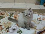 Male Persian Kitten (Smokey) - Persian Cat