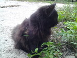 Jacky - Persian Cat