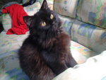 Jacky - Persian Cat