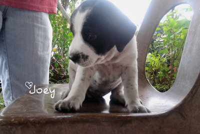 Macy Girl &amp; Joey Boy - Mixed Breed Dog