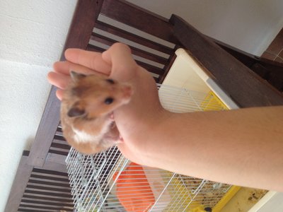 2 Hamsters  - Common Hamster Hamster