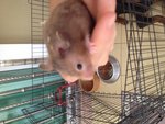 2 Hamsters  - Common Hamster Hamster