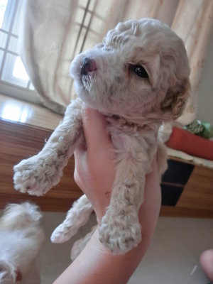 Latte Toy Poodle - Poodle Dog