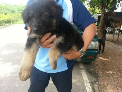 Imported German Shepherd Puppy - German Shepherd Dog Dog