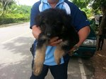 Imported German Shepherd Puppy - German Shepherd Dog Dog