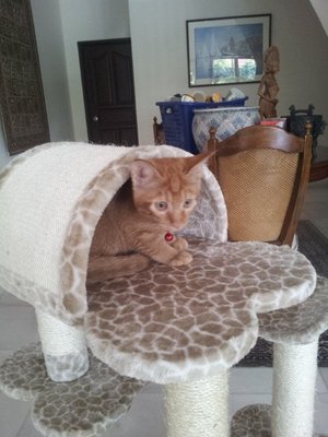 PF49107 - Domestic Short Hair Cat