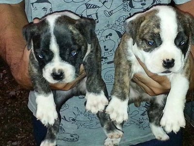 Imported American Bully Puppy - Pit Bull Terrier Dog