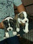 Imported American Bully Puppy - Pit Bull Terrier Dog