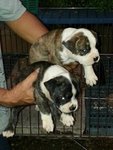 Imported American Bully Puppy - Pit Bull Terrier Dog