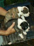 Imported American Bully Puppy - Pit Bull Terrier Dog