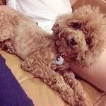 Choki - Poodle Dog