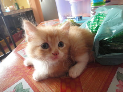 Kucing Parsi Untuk Dijual - Persian + Domestic Medium Hair Cat