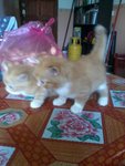 Kucing Parsi Untuk Dijual - Persian + Domestic Medium Hair Cat