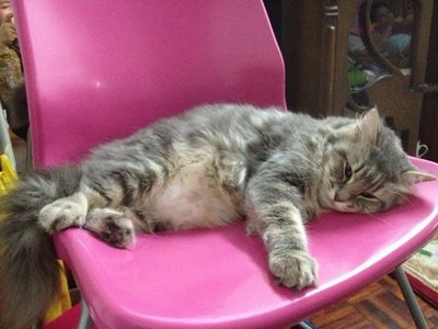 Grey - Domestic Long Hair Cat