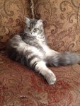 Grey - Domestic Long Hair Cat