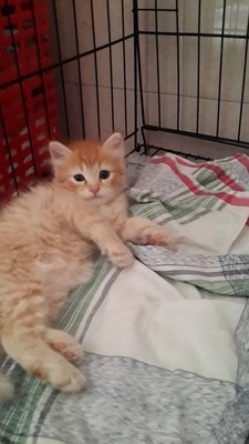 2 Long Hair Ginger - Domestic Long Hair Cat