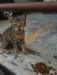 Baby Belang - Domestic Short Hair Cat