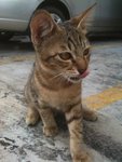 Baby Belang - Domestic Short Hair Cat