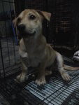 Puppies - Mixed Breed Dog