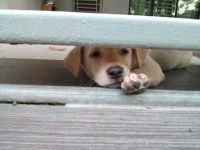 Two Small Puppies - Mixed Breed Dog