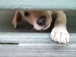 Two Small Puppies - Mixed Breed Dog