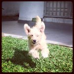 Teri - Australian Terrier + Terrier Dog