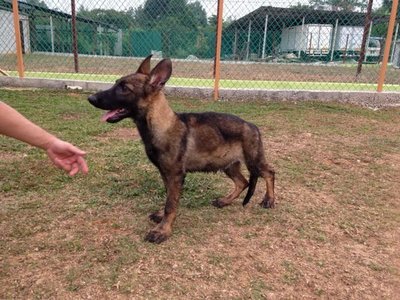 Malinois - Belgian Shepherd Malinois Dog