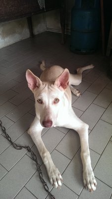 Lucky - Mixed Breed Dog