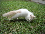 cream white male 1, RM530