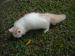 cream white male 1, RM530