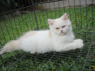 PF49171 - Persian Cat