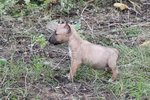 No Names - Bull Terrier Mix Dog