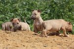 No Names - Bull Terrier Mix Dog