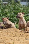 No Names - Bull Terrier Mix Dog