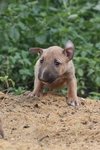 No Names - Bull Terrier Mix Dog