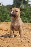 No Names - Bull Terrier Mix Dog