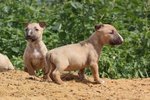 No Names - Bull Terrier Mix Dog