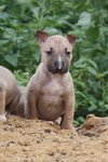 No Names - Bull Terrier Mix Dog