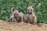 No Names - Bull Terrier Mix Dog